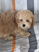 Maggie , a female Maltipoo for sale in Barnegat, NJ – 2 of 3