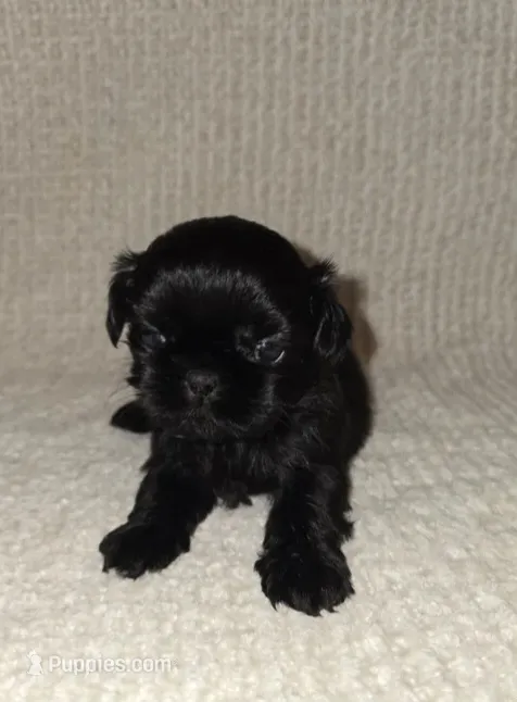 Sally  – Shih Tzu puppy for sale in Barnegat, NJ