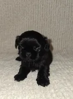 Sally , a female Shih Tzu for sale in Barnegat, NJ – 1 of 1