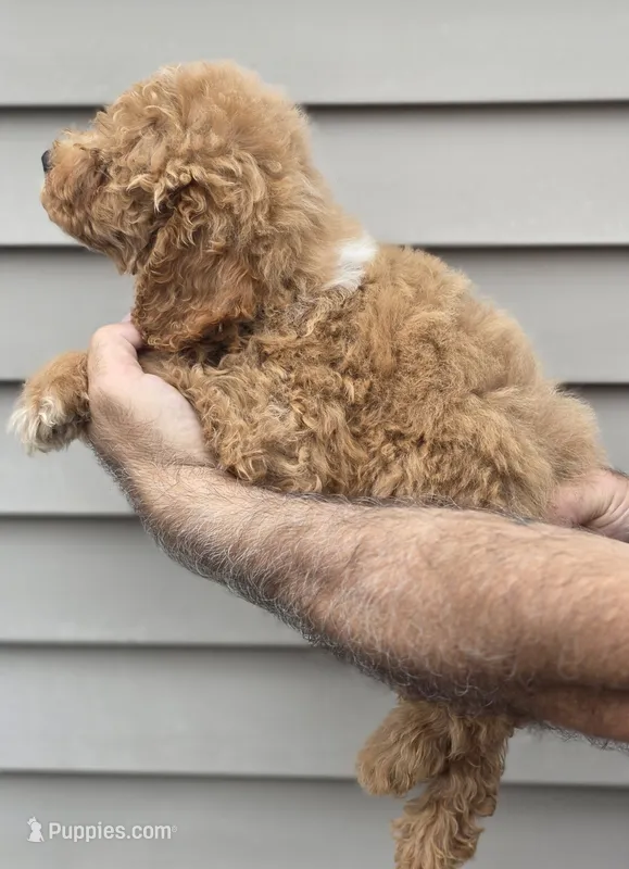 Charlie  – Miniature Goldendoodle puppy for sale in Barnegat, NJ