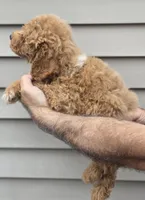 Charlie , a male Miniature Goldendoodle for sale in Barnegat, NJ – 1 of 4