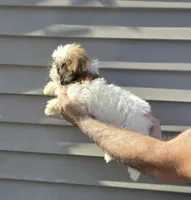 Sal , a male Shih Tzu for sale in Barnegat, NJ – 2 of 3