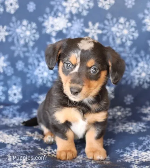 Sunny – Miniature Dachshund puppy for sale in Barnegat, NJ