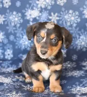 Sunny, a female Miniature Dachshund for sale in Barnegat, NJ – 1 of 1