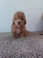 Peggy , a male Maltipoo for sale in Barnegat, NJ – 1 of 1