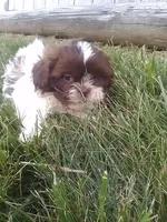 Coco , a male Shih Tzu for sale in Barnegat, NJ – 2 of 3