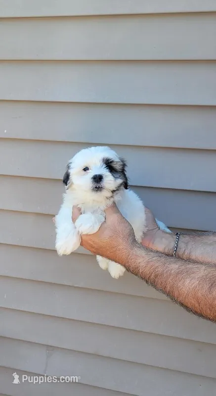 Stanley  – Shih Tzu puppy for sale in Barnegat, NJ