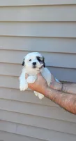 Stanley , a male Shih Tzu for sale in Barnegat, NJ – 1 of 3
