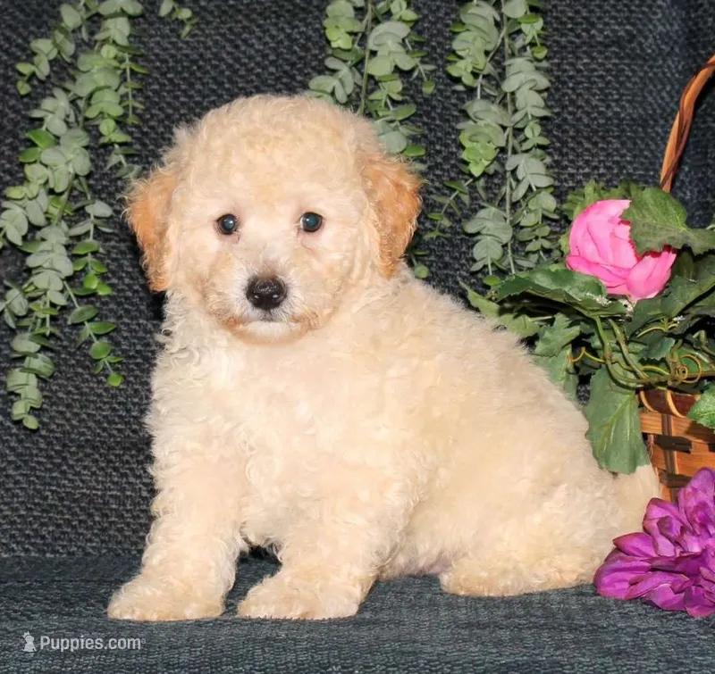 Peggy  – Maltipoo puppy on hold in Barnegat, NJ