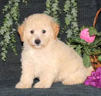 Peggy , a female Maltipoo for sale in Barnegat, NJ – 1 of 1