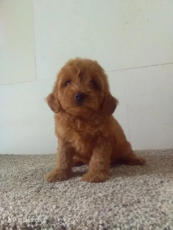 Milton  – Maltipoo puppy for sale in Barnegat, NJ