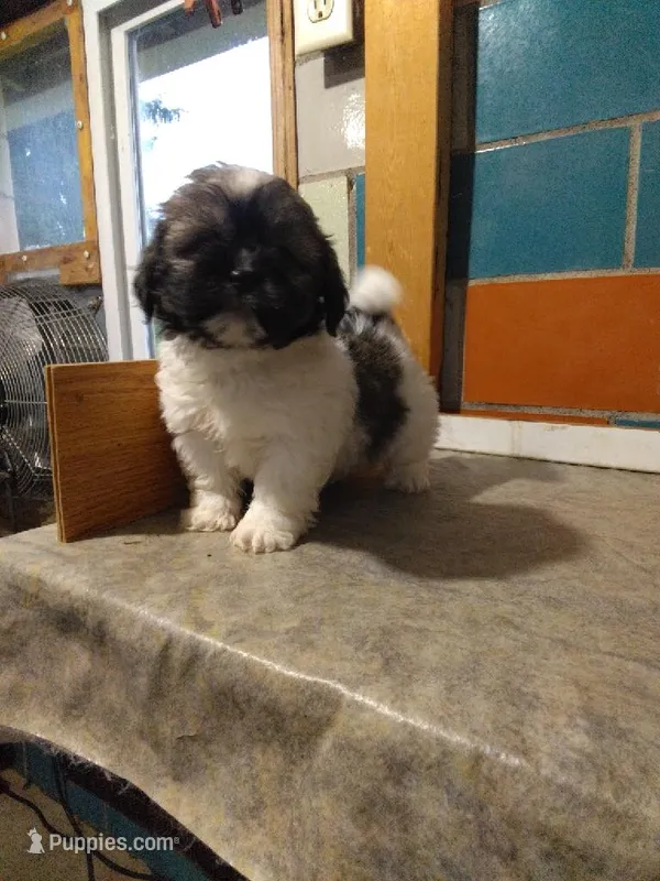 Suzzy  – Shih Tzu puppy for sale in Barnegat, NJ