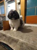 Suzzy , a female Shih Tzu for sale in Barnegat, NJ – 1 of 1
