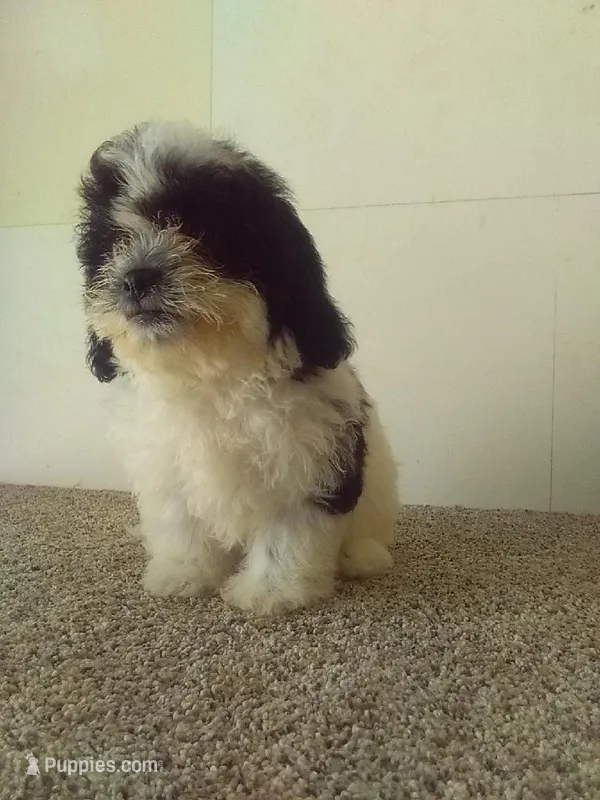 Sissy  – Bichon Frise, Shih Tzu puppy for sale in Barnegat, NJ