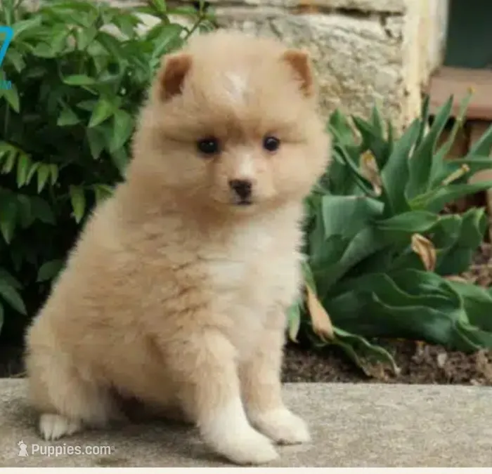 Carmel  – Pomsky puppy for sale in Barnegat, NJ