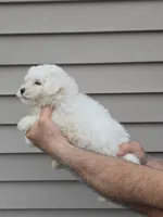 Will, a male Maltipoo for sale in Barnegat, NJ – 2 of 3