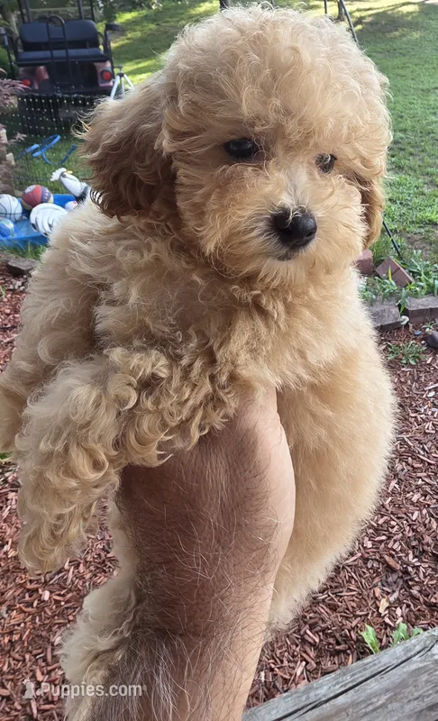Maggie  – Maltipoo puppy for sale in Barnegat, NJ