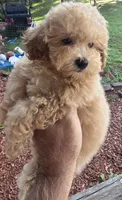 Maggie , a female Maltipoo for sale in Barnegat, NJ – 1 of 3