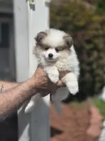 Patti , a female Pomeranian for sale in Barnegat, NJ – 1 of 3