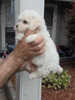 Suzzy , a female Maltipoo for sale in Barnegat, NJ – 2 of 3