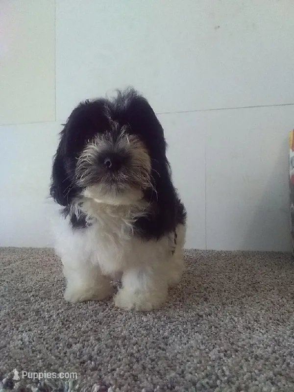 Pete  – Bichon Frise, Shih Tzu puppy for sale in Barnegat, NJ