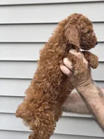 Paul, a male Poodle - Miniature  for sale in Barnegat, NJ – 2 of 3