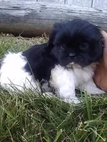 Parker , a male Shih Tzu for sale in Barnegat, NJ – 2 of 3