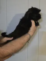 Penny , a female Shih Tzu for sale in Barnegat, NJ – Photo 2 of 3