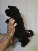 Penny , a female Shih Tzu for sale in Barnegat, NJ – Photo 3 of 3