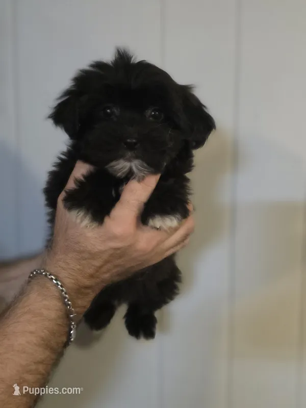 Penny  – Shih Tzu puppy for sale in Barnegat, NJ