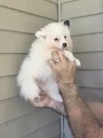 Sal , a male Pomeranian for sale in Barnegat, NJ – 2 of 3