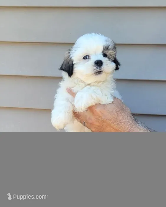 Sam – Shih Tzu puppy for sale in Barnegat, NJ