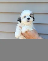 Sam, a male Shih Tzu for sale in Barnegat, NJ – 1 of 3