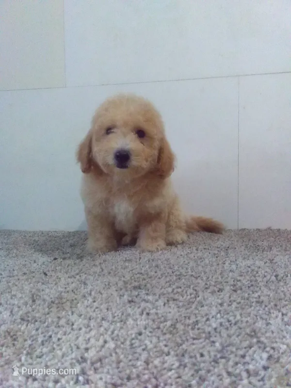 Pete  – Maltipoo puppy for sale in Barnegat, NJ