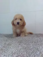 Pete , a male Maltipoo for sale in Barnegat, NJ – 1 of 1