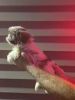 Gilbert., a male Shih Tzu for sale in Barnegat, NJ – 2 of 3