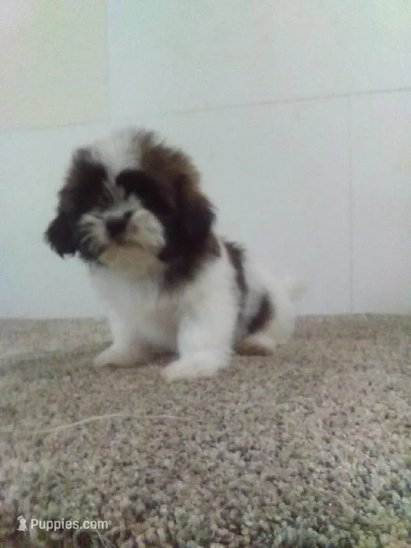 Pete  – Shih Tzu puppy for sale in Barnegat, NJ