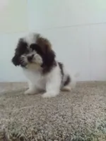 Pete , a male Shih Tzu for sale in Barnegat, NJ – 1 of 1