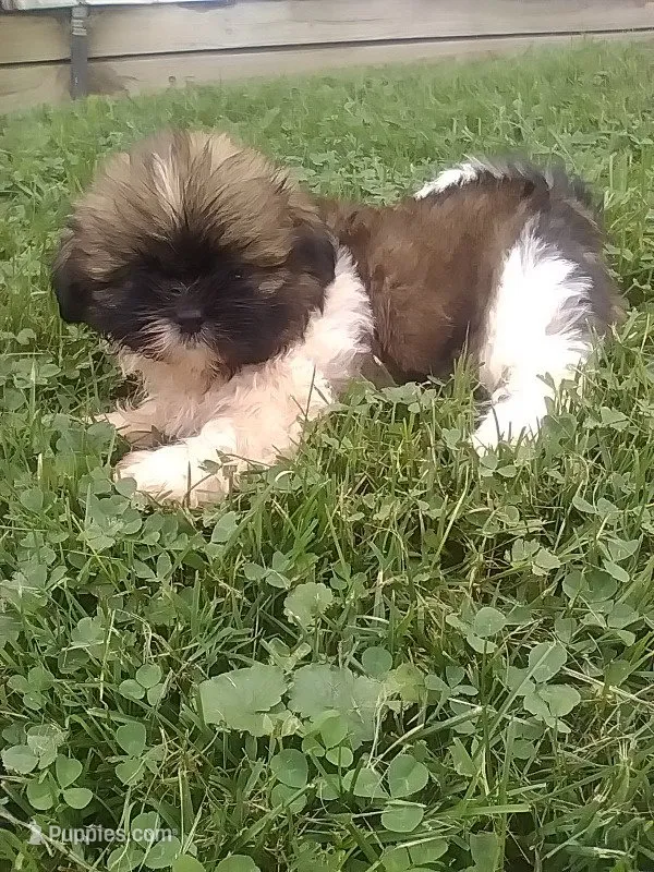 Steven  – Shih Tzu puppy for sale in Barnegat, NJ