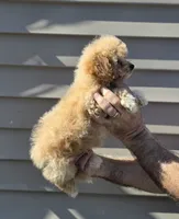 Pete , a male Maltipoo for sale in Barnegat, NJ – 3 of 3