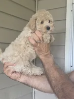 Pete , a male Maltipoo for sale in Barnegat, NJ – 3 of 3