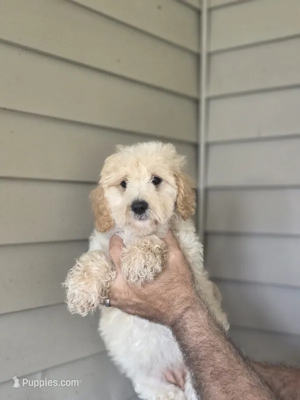 Stanley  – Miniature Goldendoodle puppy for sale in Barnegat, NJ