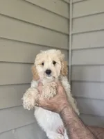 Stanley , a male Miniature Goldendoodle for sale in Barnegat, NJ – 1 of 3
