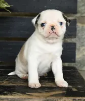 Parker , a male Pug for sale in Barnegat, NJ – 2 of 3