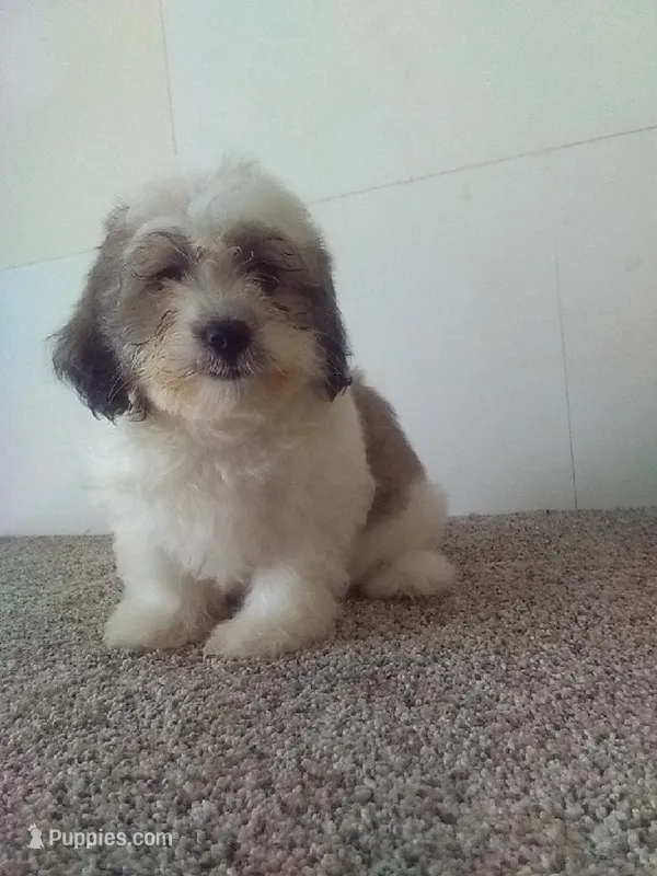 Patty  – Bichon Frise, Shih Tzu puppy for sale in Barnegat, NJ