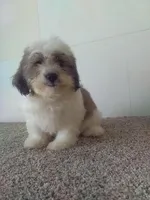 Patty , a female Bichon Frise and Shih Tzu for sale in Barnegat, NJ – 1 of 1