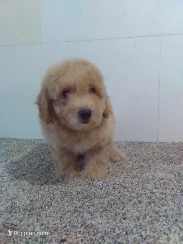 Suzzy  – Maltipoo puppy for sale in Barnegat, NJ