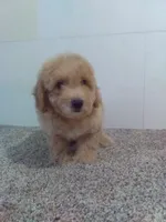 Suzzy , a female Maltipoo for sale in Barnegat, NJ – 1 of 1