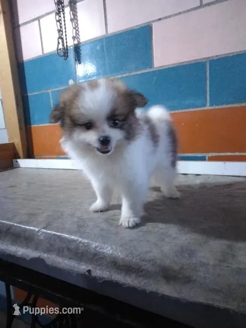 Penny – Pomeranian puppy on hold in Barnegat, NJ