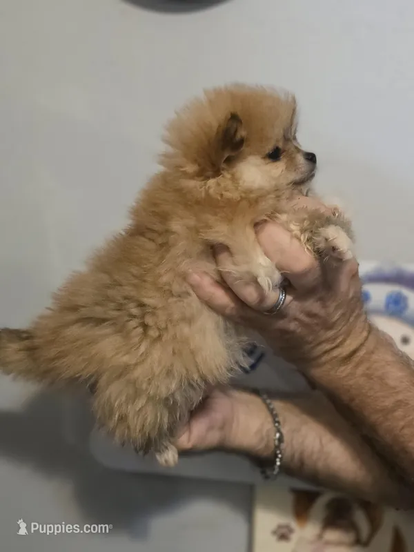 Sable , a female Pomeranian for sale in Barnegat, NJ – Photo 1 of 3